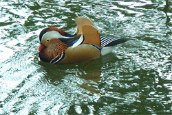 20080217_8 20080217_8